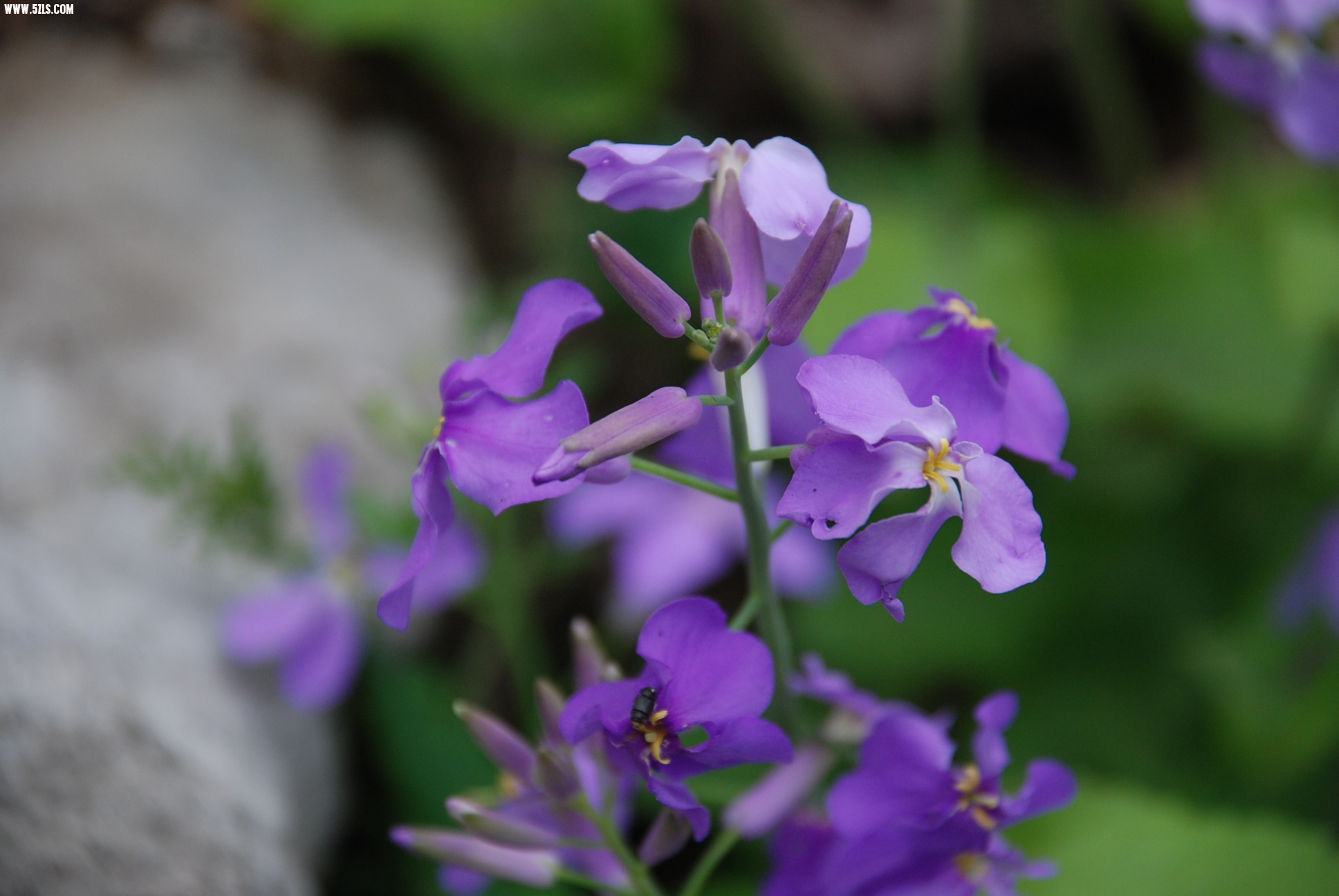 DSC_0185.JPG