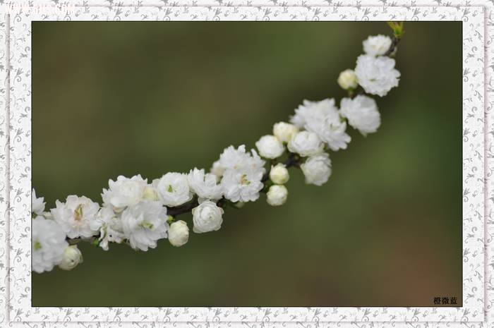 繁花似锦2