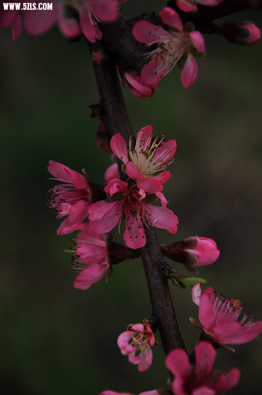 DSC_0103.jpg