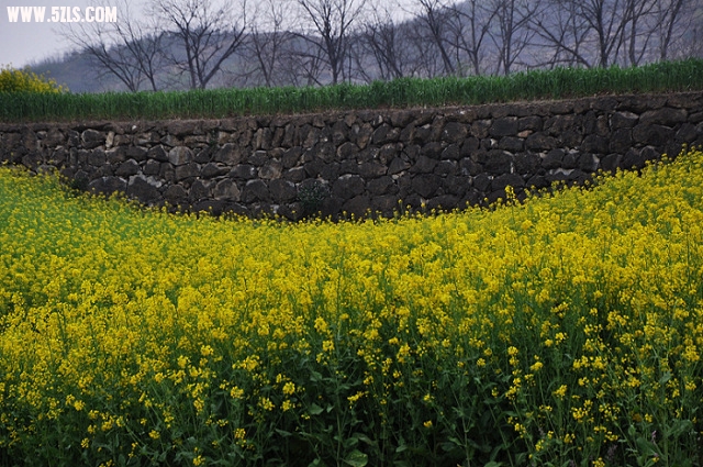 DSC_0442.jpg