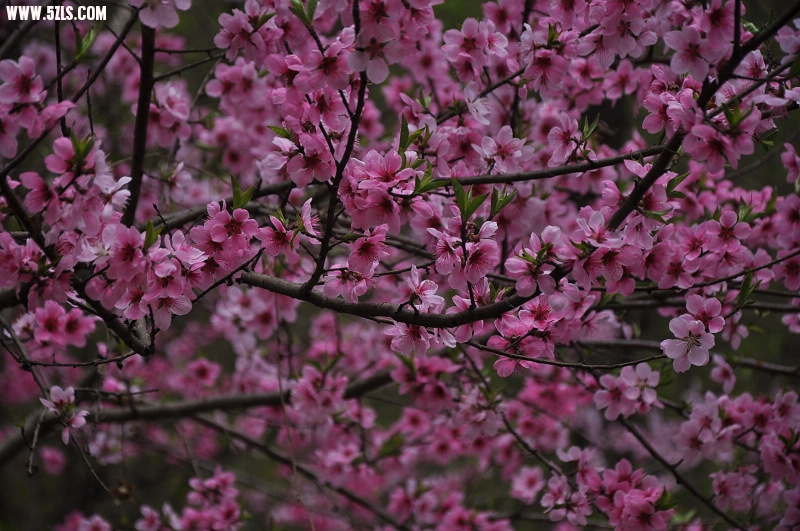 DSC_0683.jpg