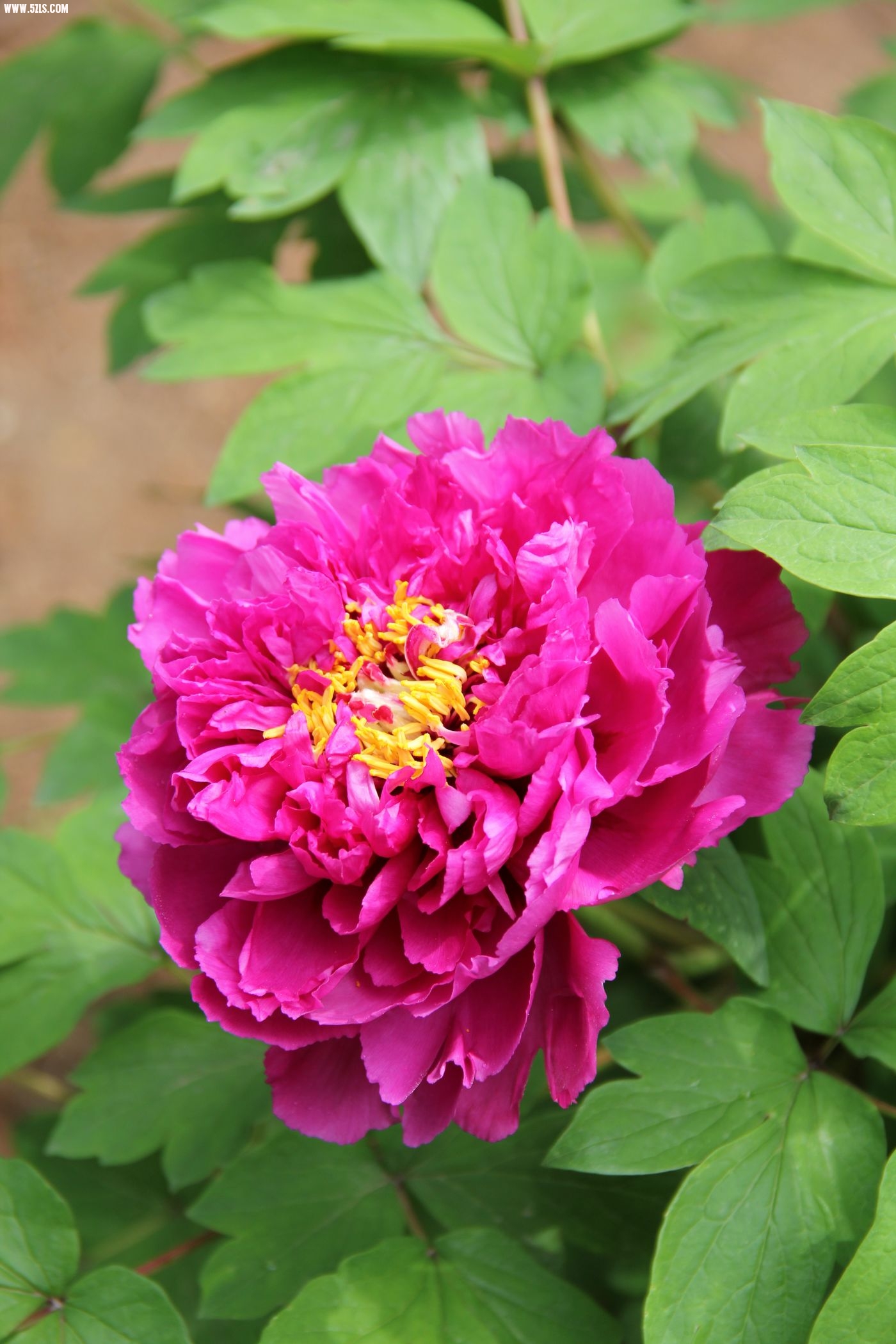 IMG_9350Ƭ.jpg