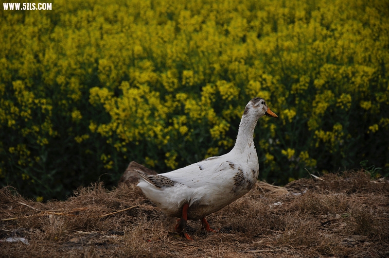 DSC_0733.jpg