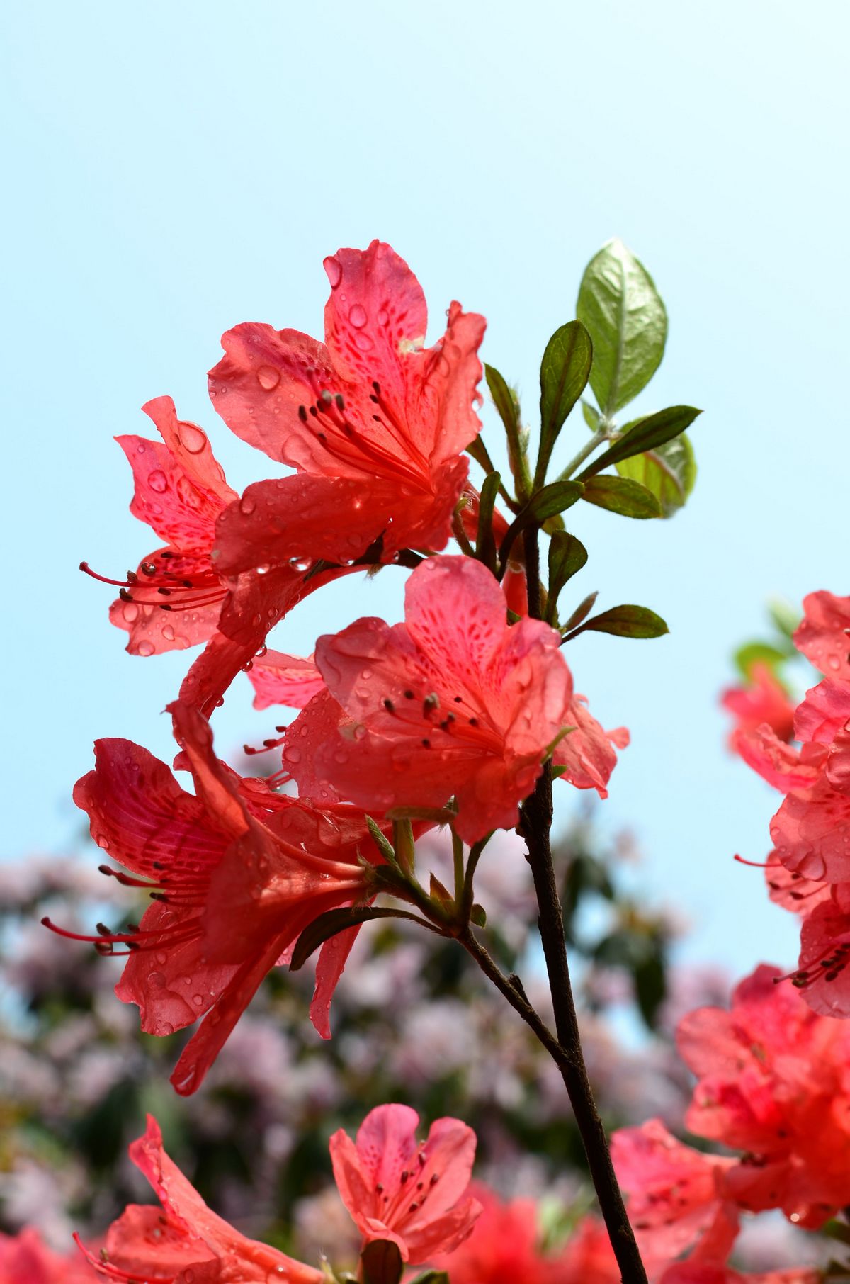 DSC_2612Ƭ.jpg