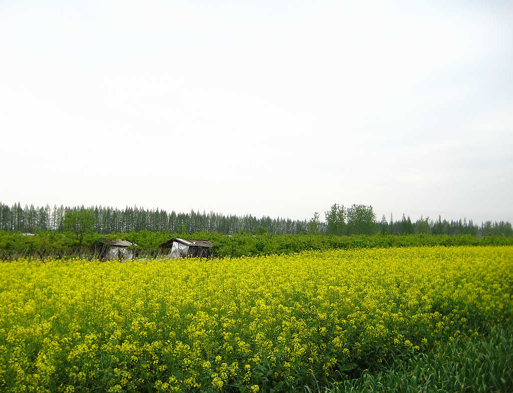 IMG_0132.jpg
