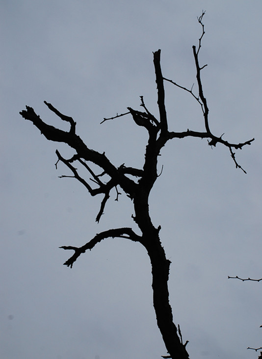 DSC_0263_.jpg