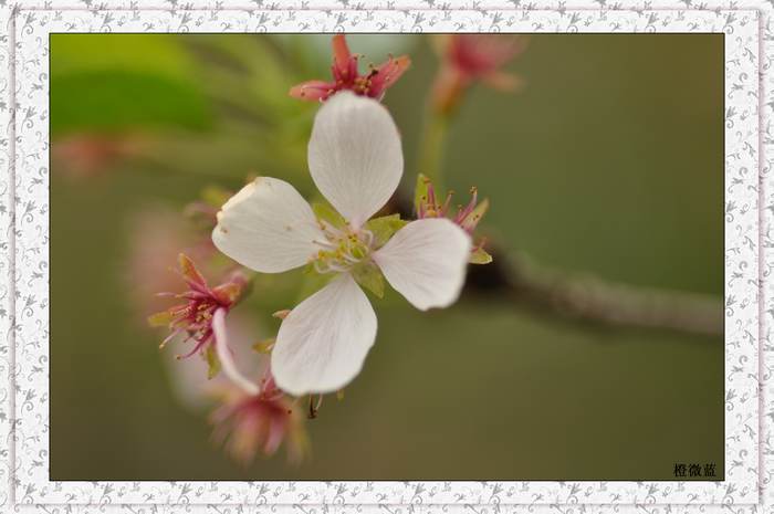 樱花