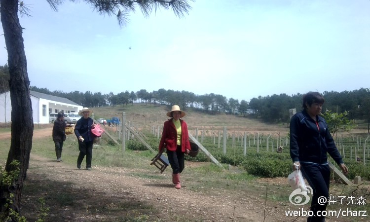 采茶女向茬走