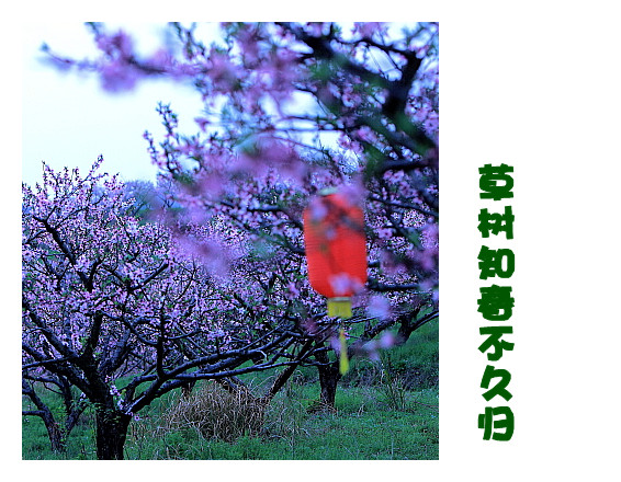 DPP067_.jpg