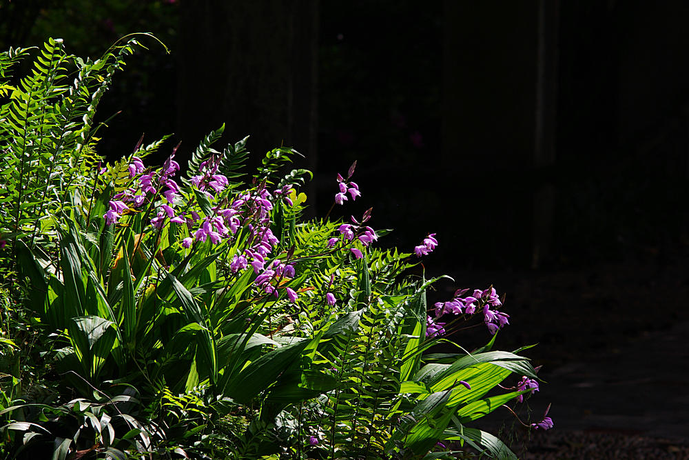 IMGP0933.jpg