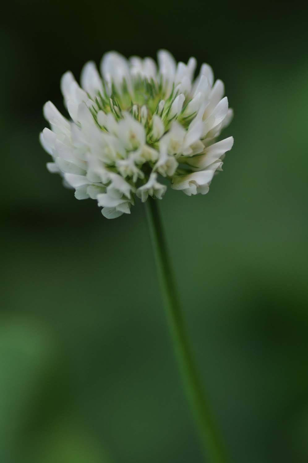 DSC_5216.JPG