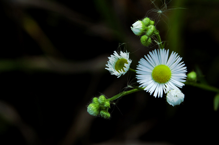 nEO_IMG__MG_0149.jpg