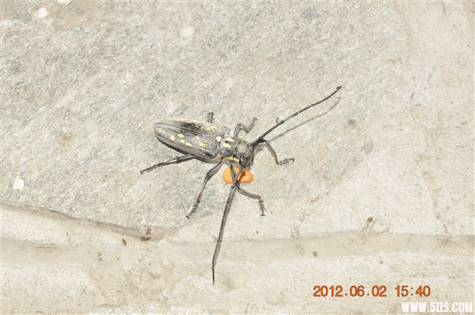 psb7.jpg