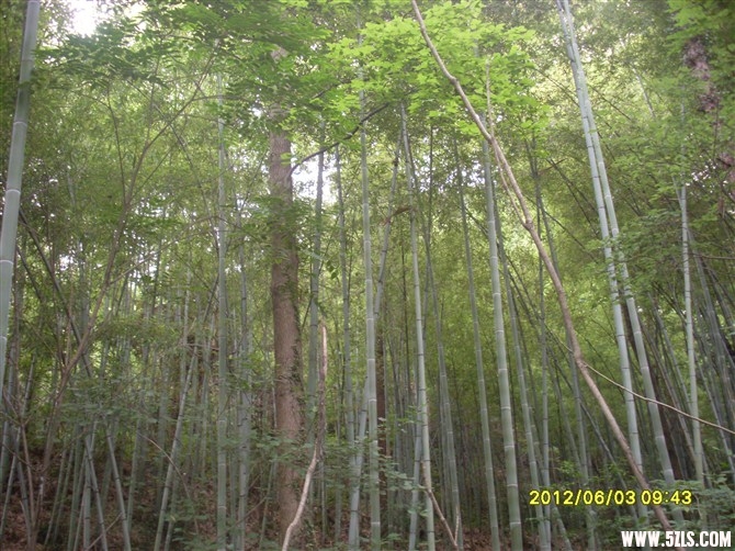 psbCAGLJX00.jpg