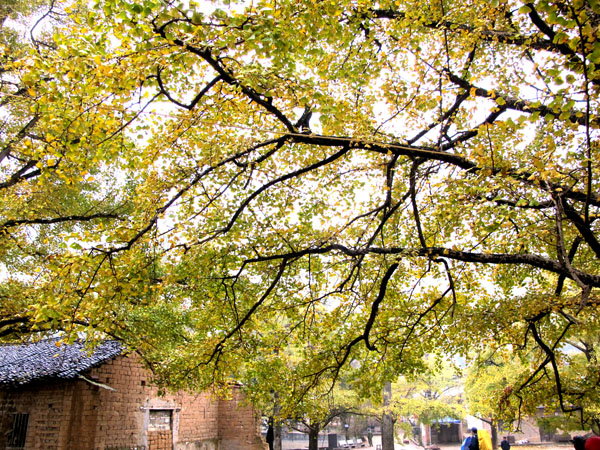 yuen 593����.jpg
