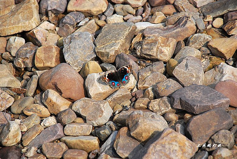 dsc_7646_neo_img.jpg
