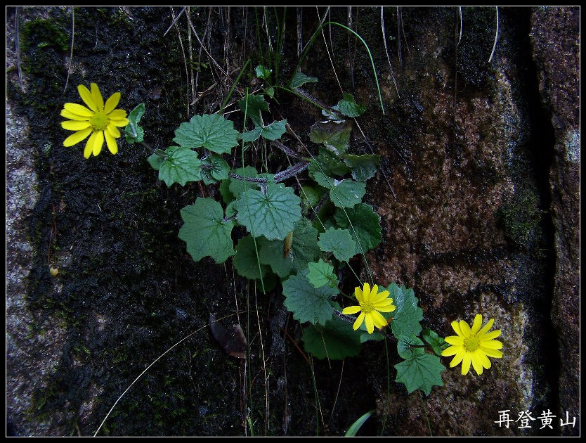 2010年0524黄山k下西海大峡谷 (17)11点25分.jpg