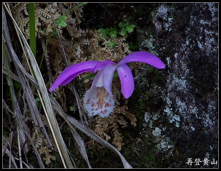 2010年0524黄山k下西海大峡谷 (19)11点28分-兰花x.jpg