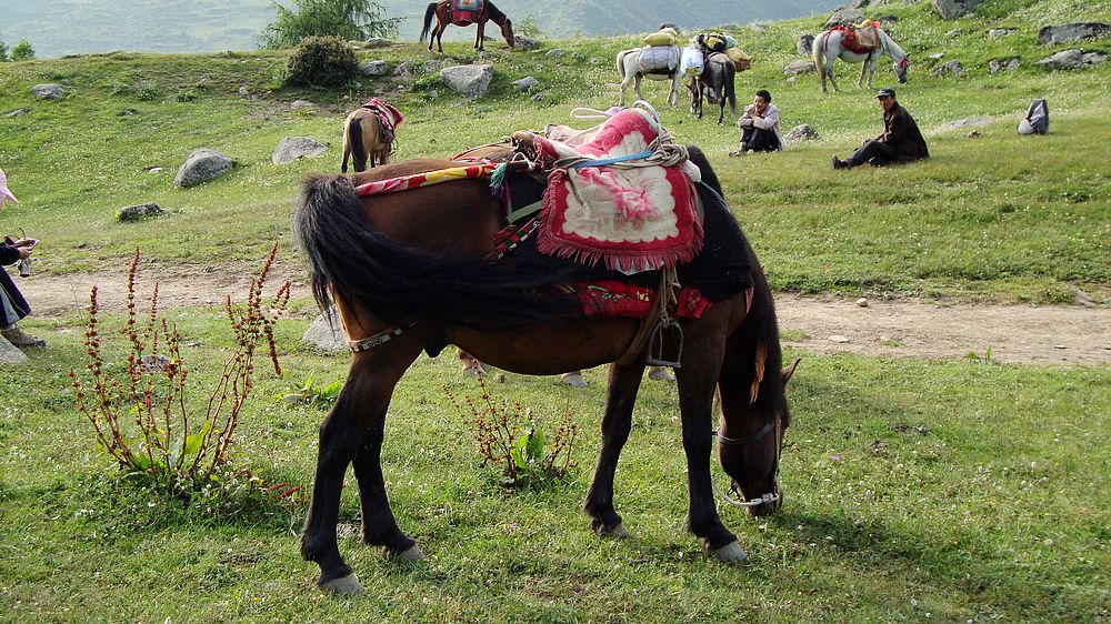 2010��������Ƭ 600.jpg