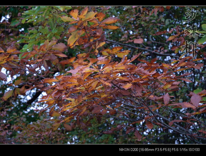 dsc_0119.jpg