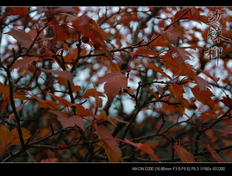 dsc_0057.jpg