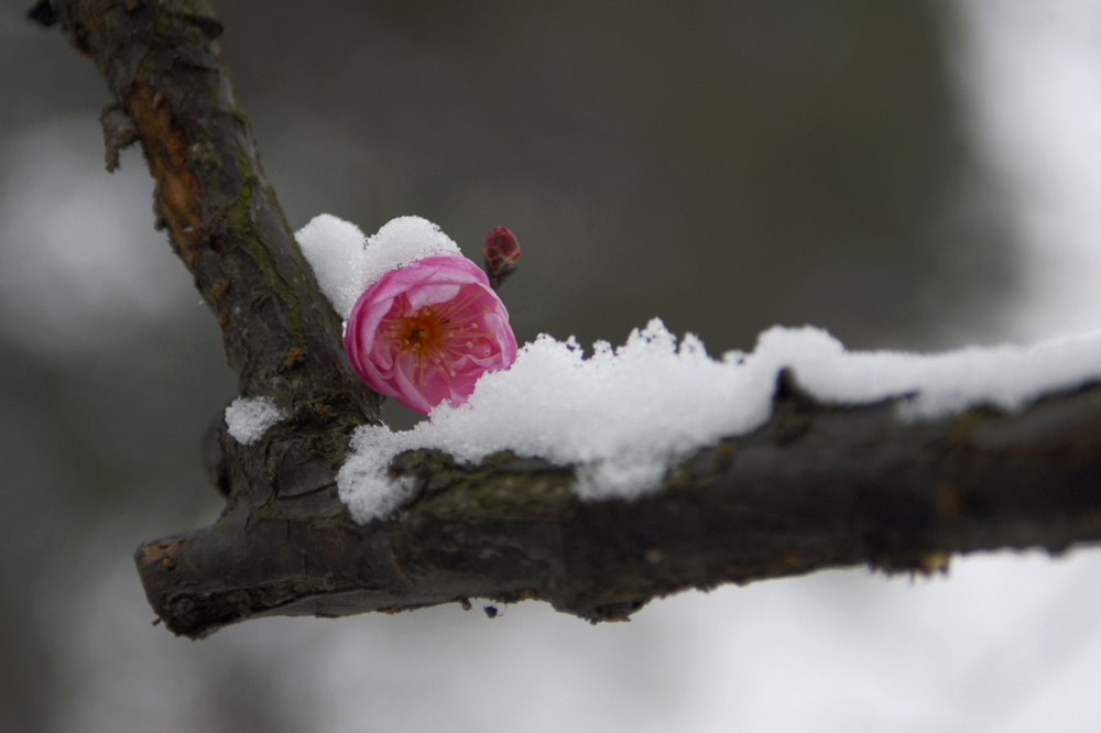 _dsc8670.jpg