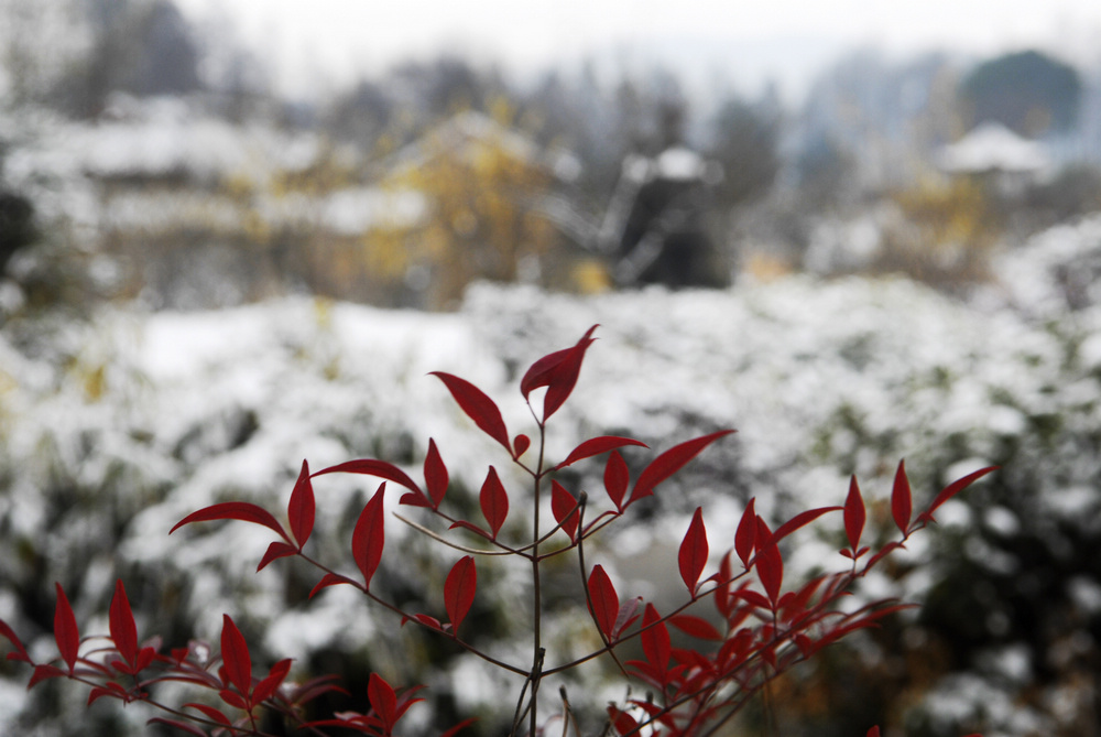 _dsc8633.jpg