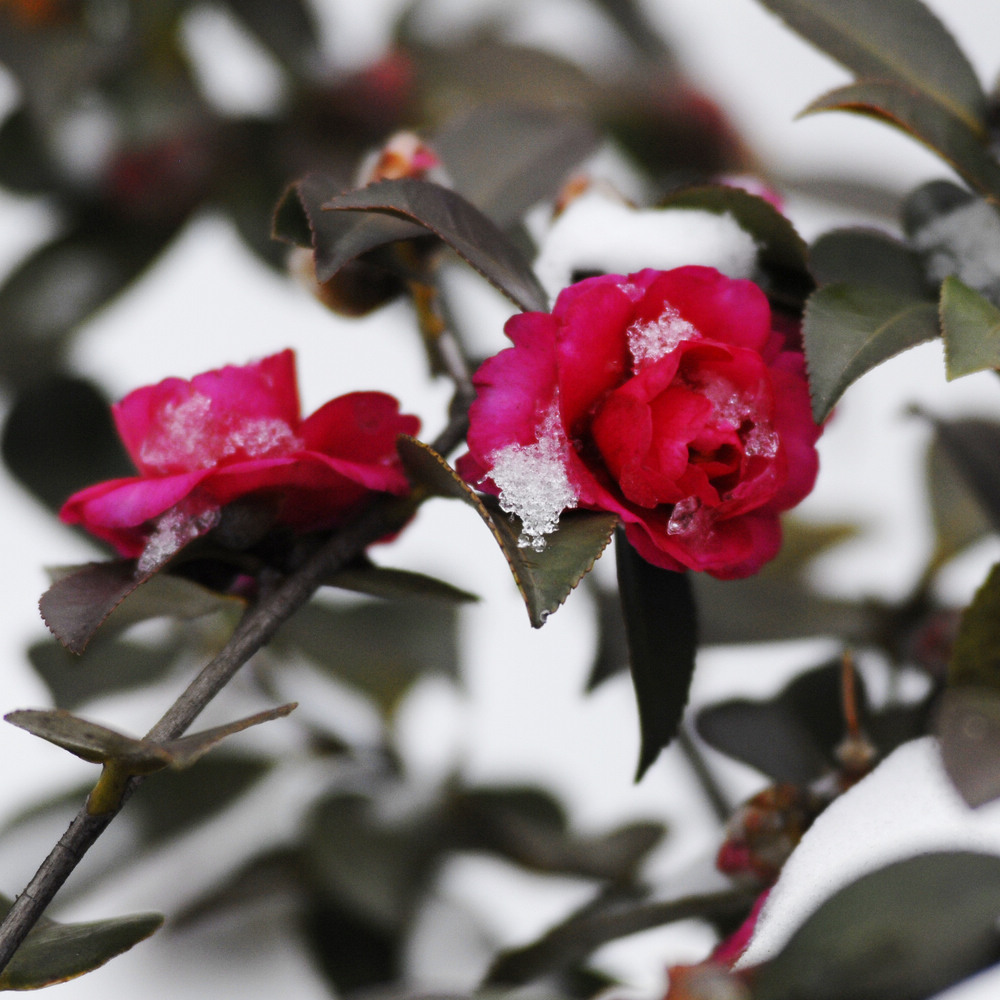 _dsc8799.jpg