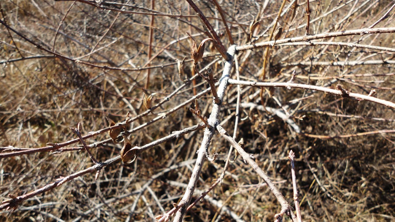 neo_img_dsc00376.jpg