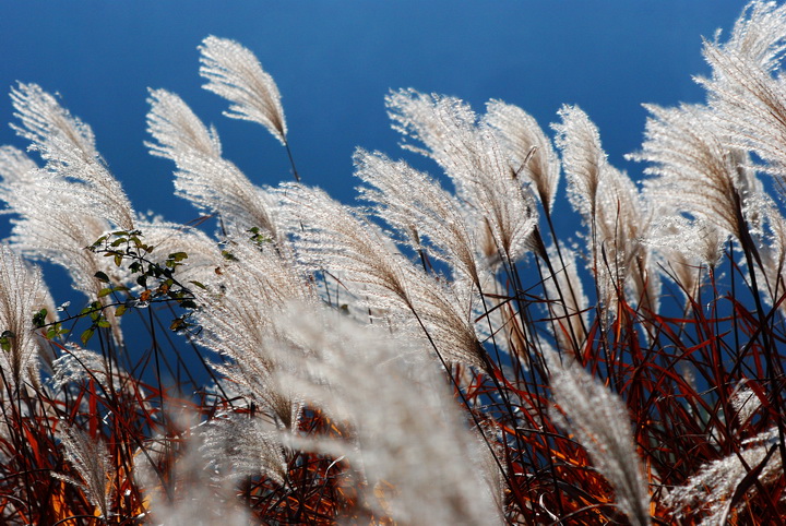 dsc_1056_1.jpg
