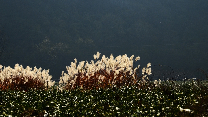 dsc_6018.jpg