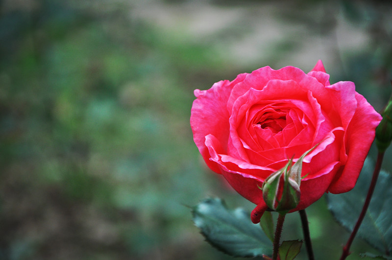 dsc_0258_����.jpg