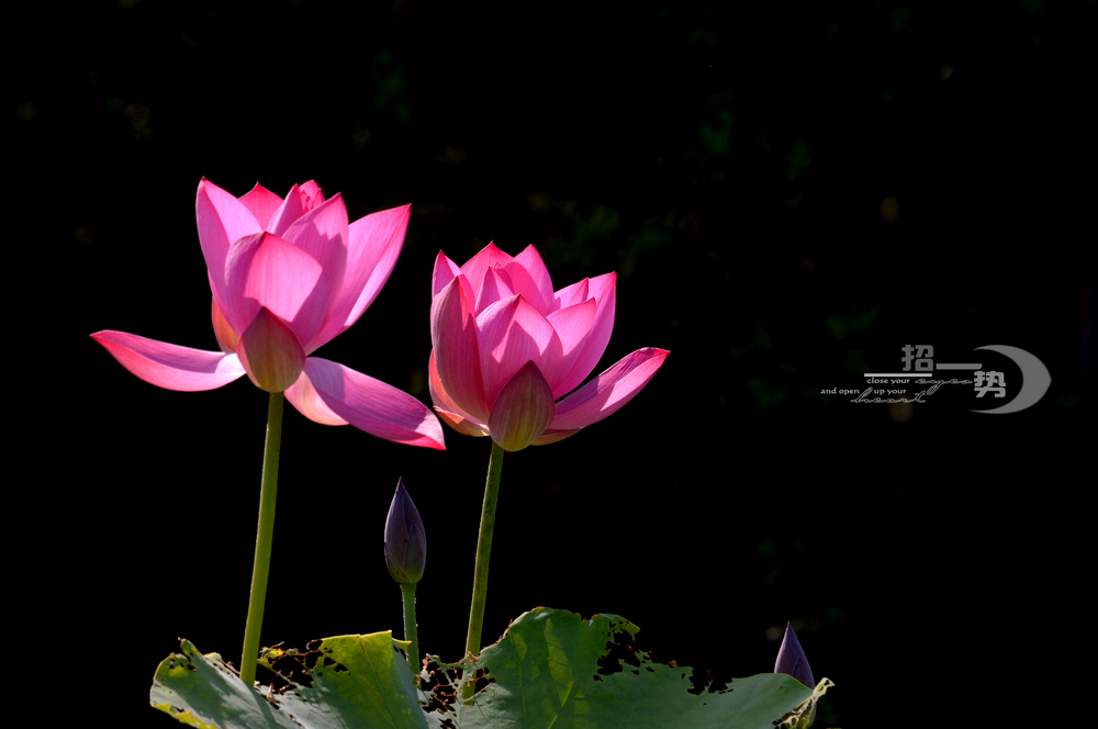 dsc_1069.jpg