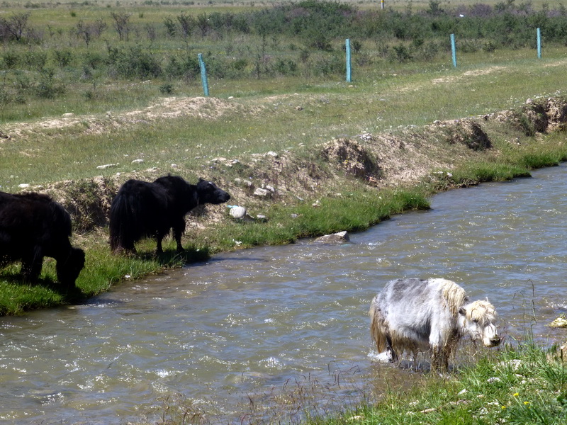 p1100501.jpg