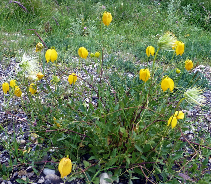 p1100830.jpg