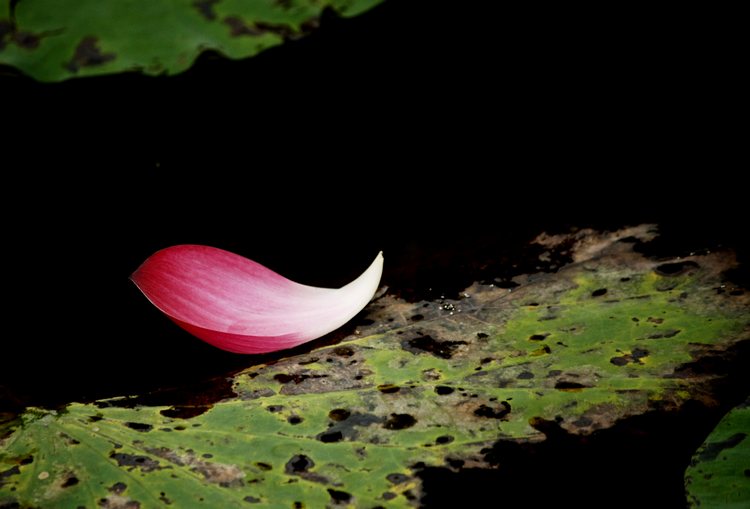 _MG_4645.jpg