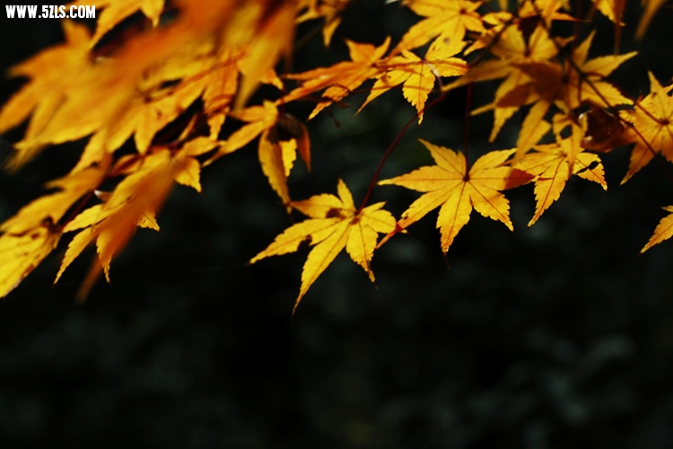 _MG_5664_����.jpg