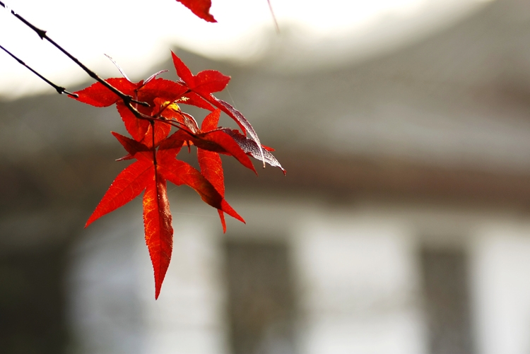 _MG_5720_����.jpg