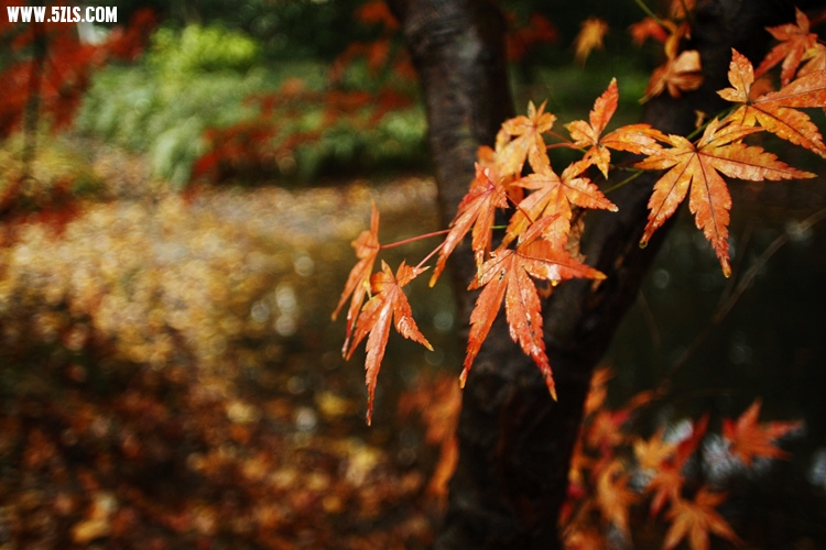 _MG_5791_����.jpg