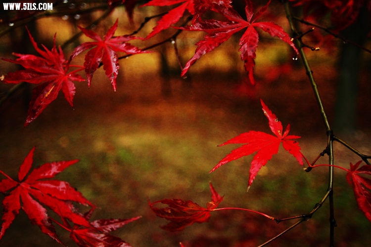 _MG_5805_����.jpg