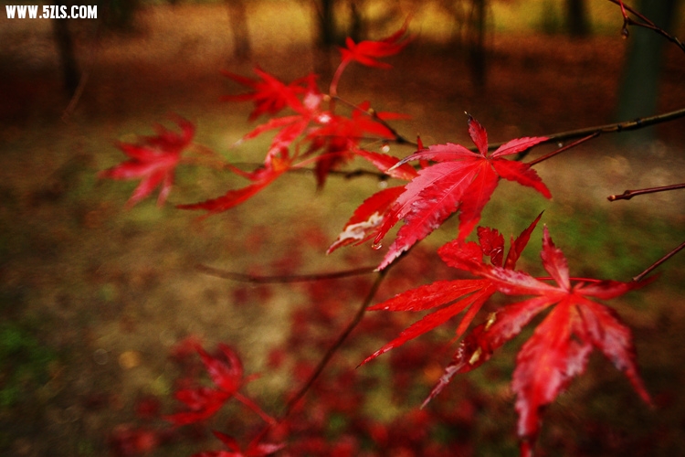 _MG_5807_����.jpg