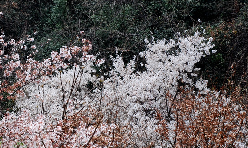 dsc_3908_����.jpg