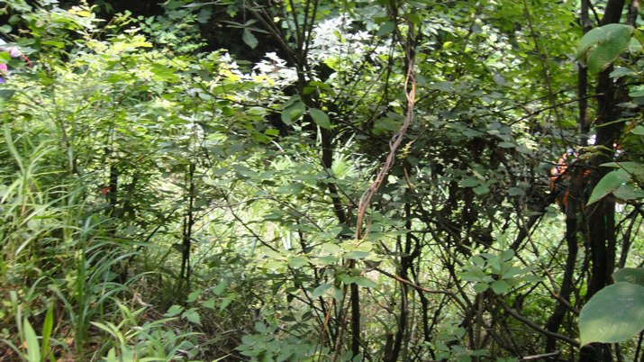 dsc07096.jpg