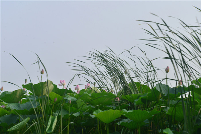 dsc_9254_����.jpg