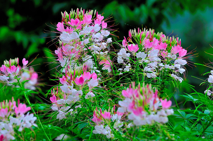 dsc_3276_����.jpg