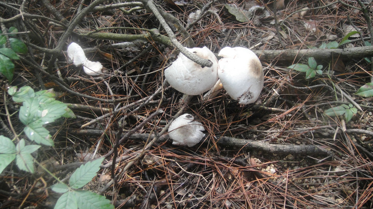 dsc04685.jpg