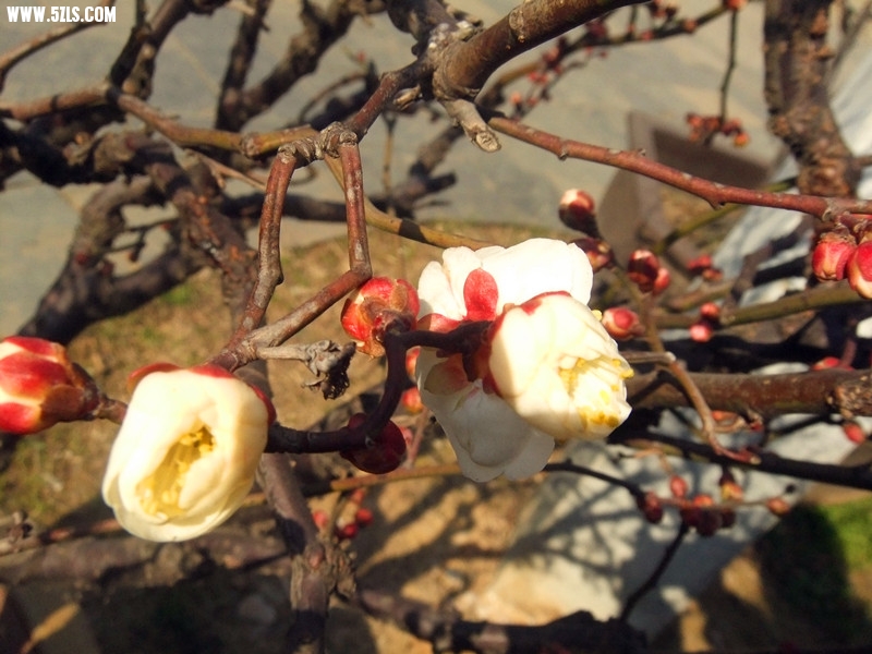 DSCF3365_����.jpg