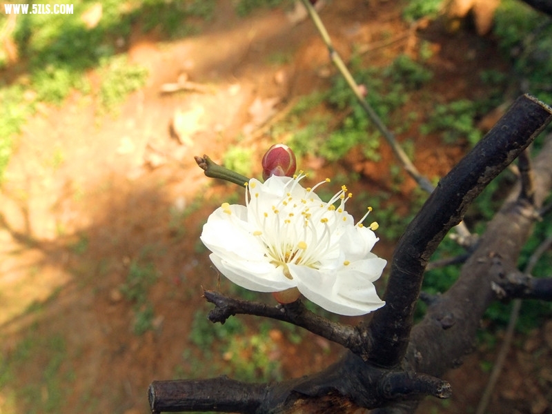 DSCF3308_����.jpg