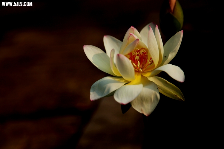 IMG_1192_����.jpg