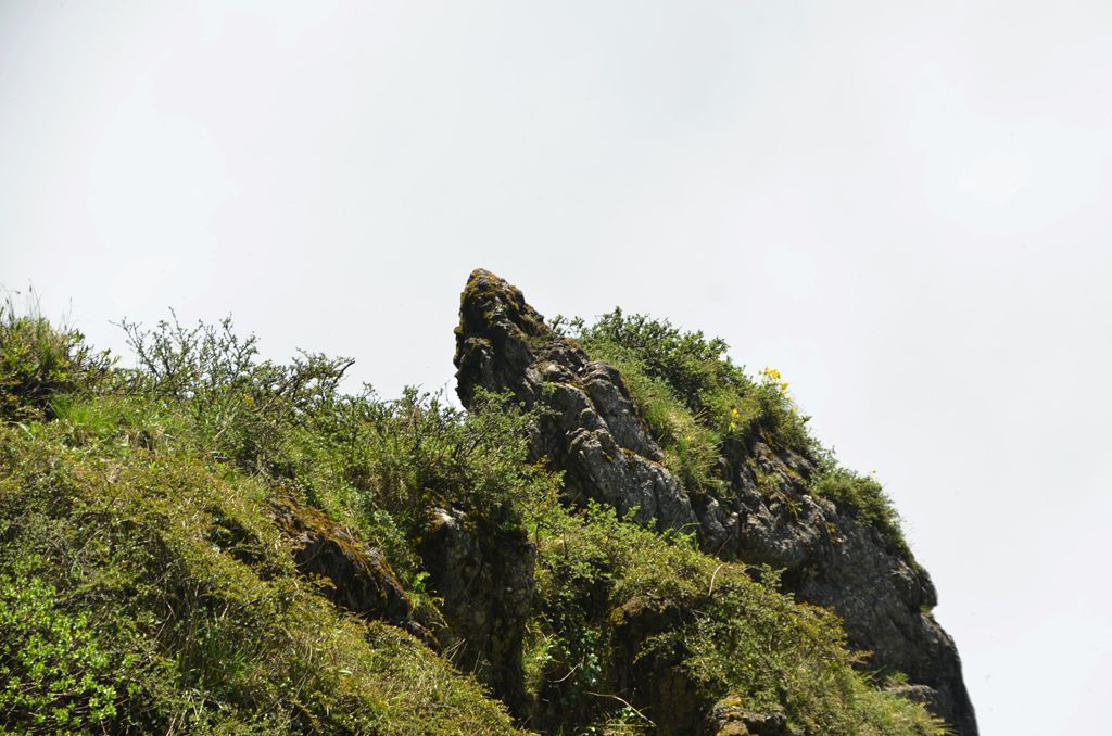DSC_7016.jpg